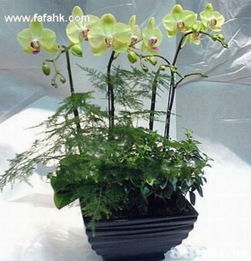簡(jiǎn)約之美，禮深情長(zhǎng) 愛花兒茗禮網(wǎng)引領(lǐng)品質(zhì)禮品新風(fēng)尚