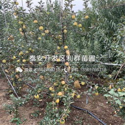泰安金冠蘋果苗價(jià)格解析與禮品花卉市場(chǎng)新趨勢(shì)